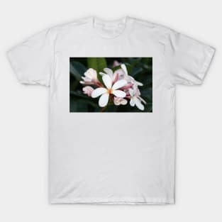 Plumeria flowers on Hawaii T-Shirt